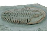 Lower Cambrian Trilobite (Longianda) - Issafen, Morocco #251041-2
